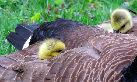Safe In Mom's Feathers
