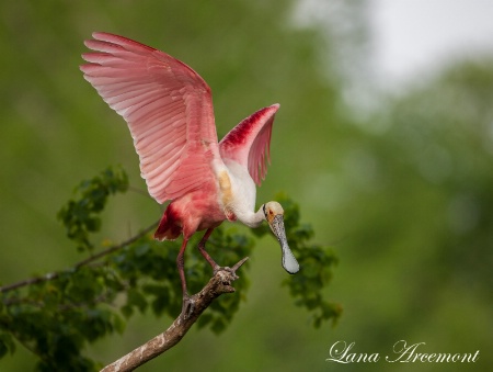 Roseate Spoonbill