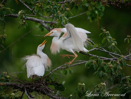 Nest Building