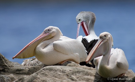 3 Pelicans