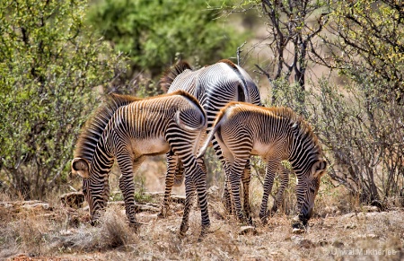 3 Zebras 