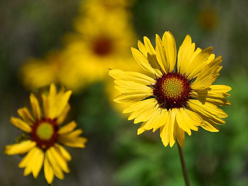 Hues of Yellow - ID: 15188335 © Serena Pierce