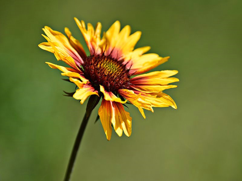 wildflower - ID: 15191443 © Serena Pierce