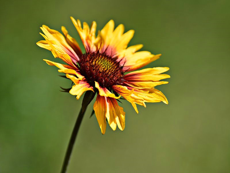 wildflower - ID: 15191443 © Serena Pierce