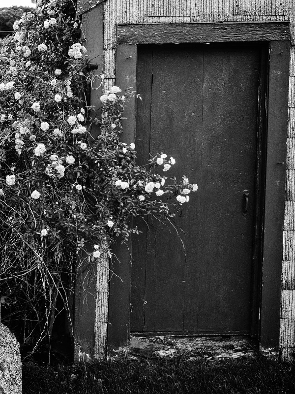 Roses at the Door