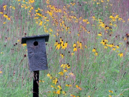 Bird House In The Field