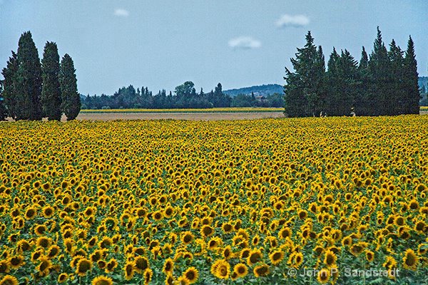 Driving Past the Sunflower Fields