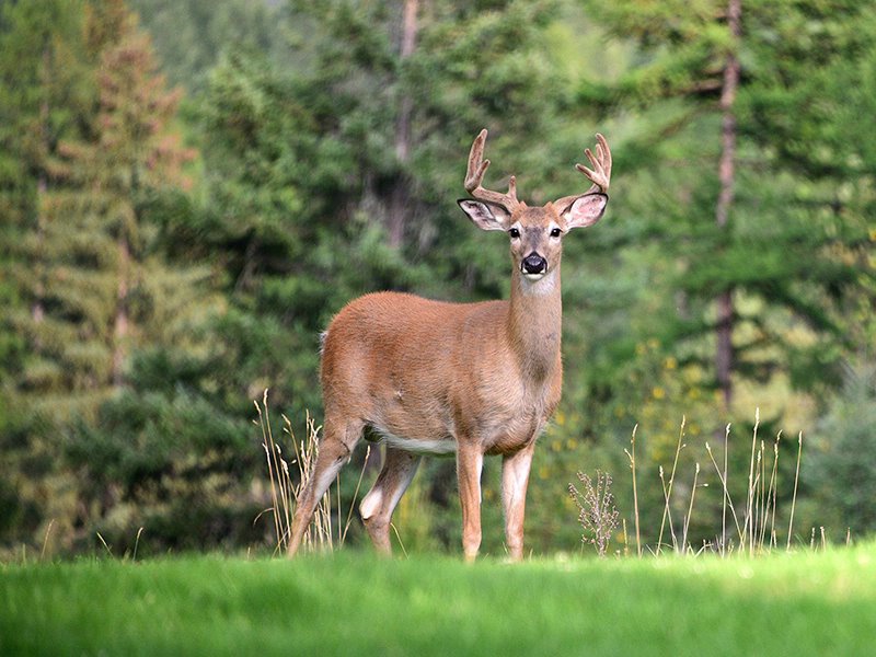 Backyard Buck - ID: 15202150 © Serena Pierce