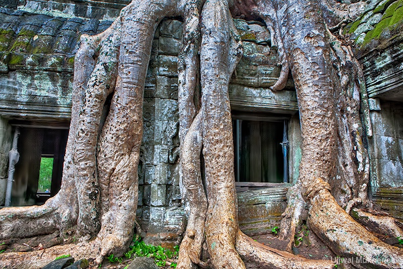 Old Tree Roots 