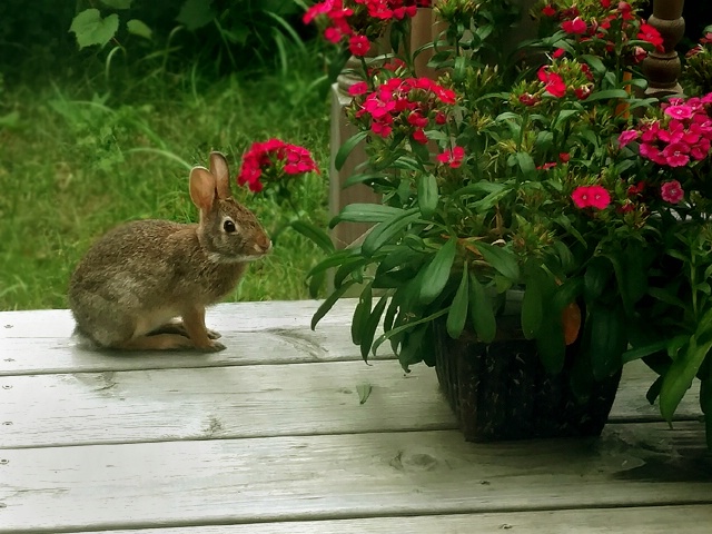 Bunny Visitor