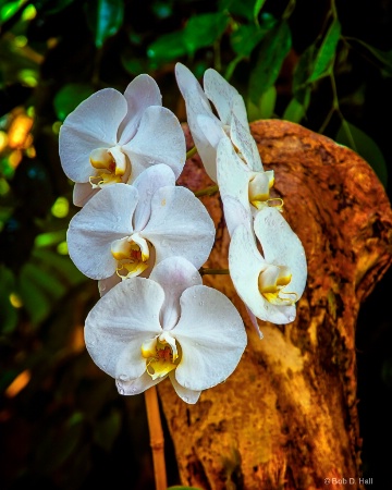 Rainforest Orchid