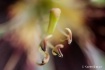 remnants of lilly