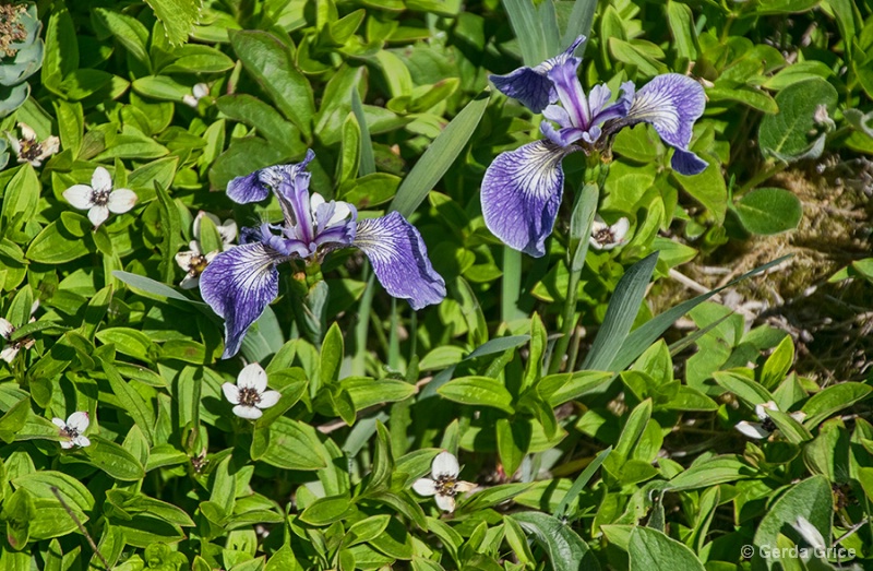 Wild Flag Iris amid Wild Crackerberry Flowers