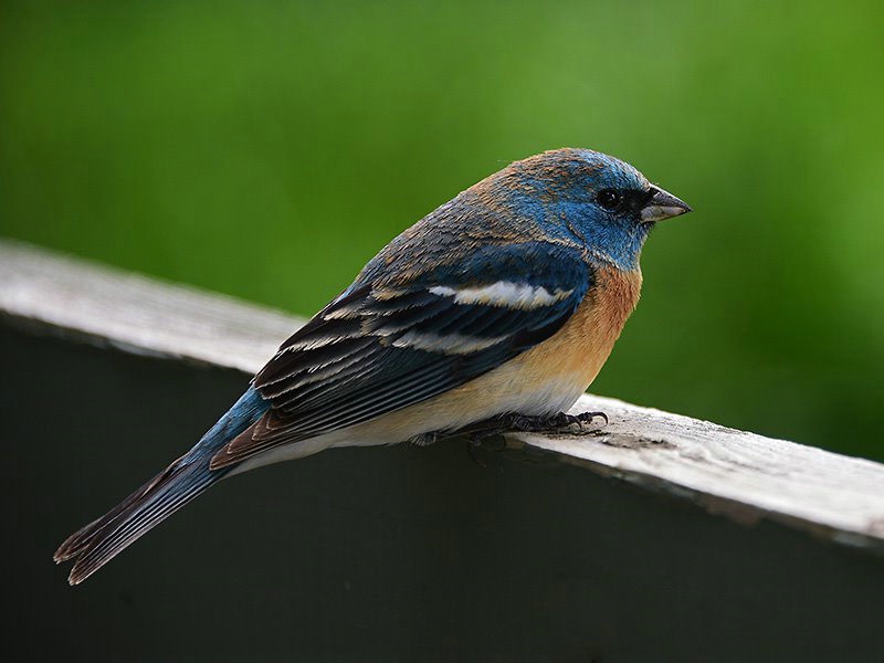 Lazuli bunting - ID: 15209876 © Serena Pierce