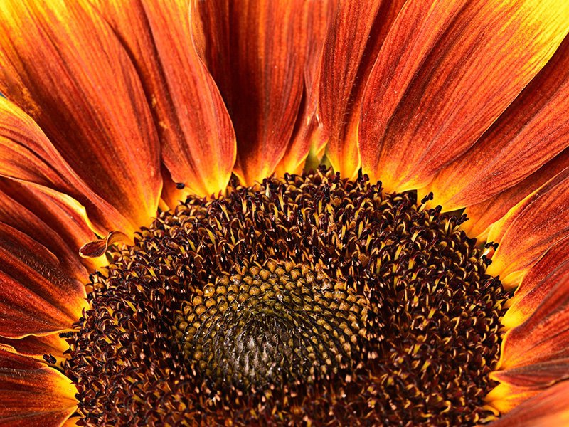 Sunflower - ID: 15209877 © Serena Pierce