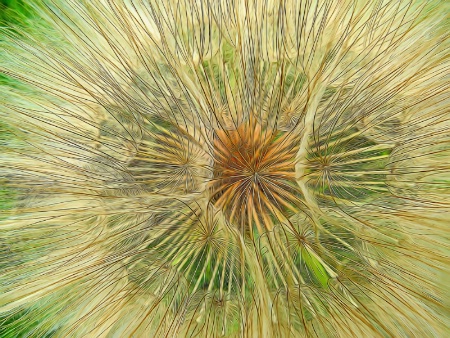 Salsify