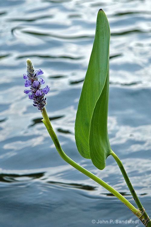 Flower of the Pond