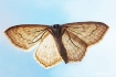 little moth