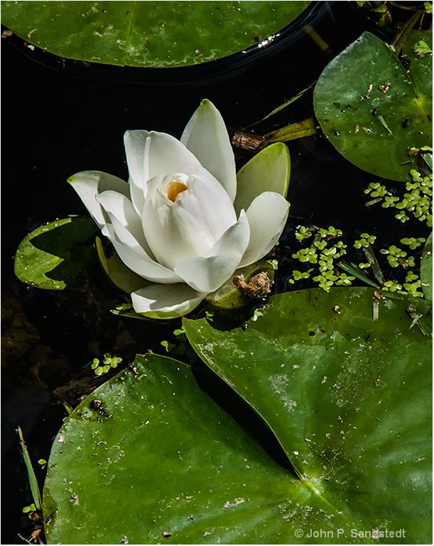 Water Lily