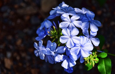 DELICATE  FLOWERS