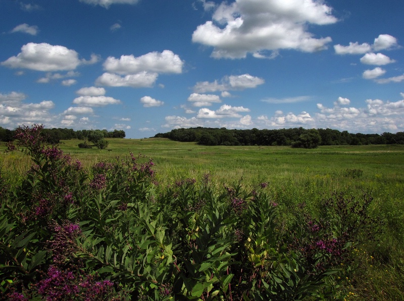 Purple on the Plain