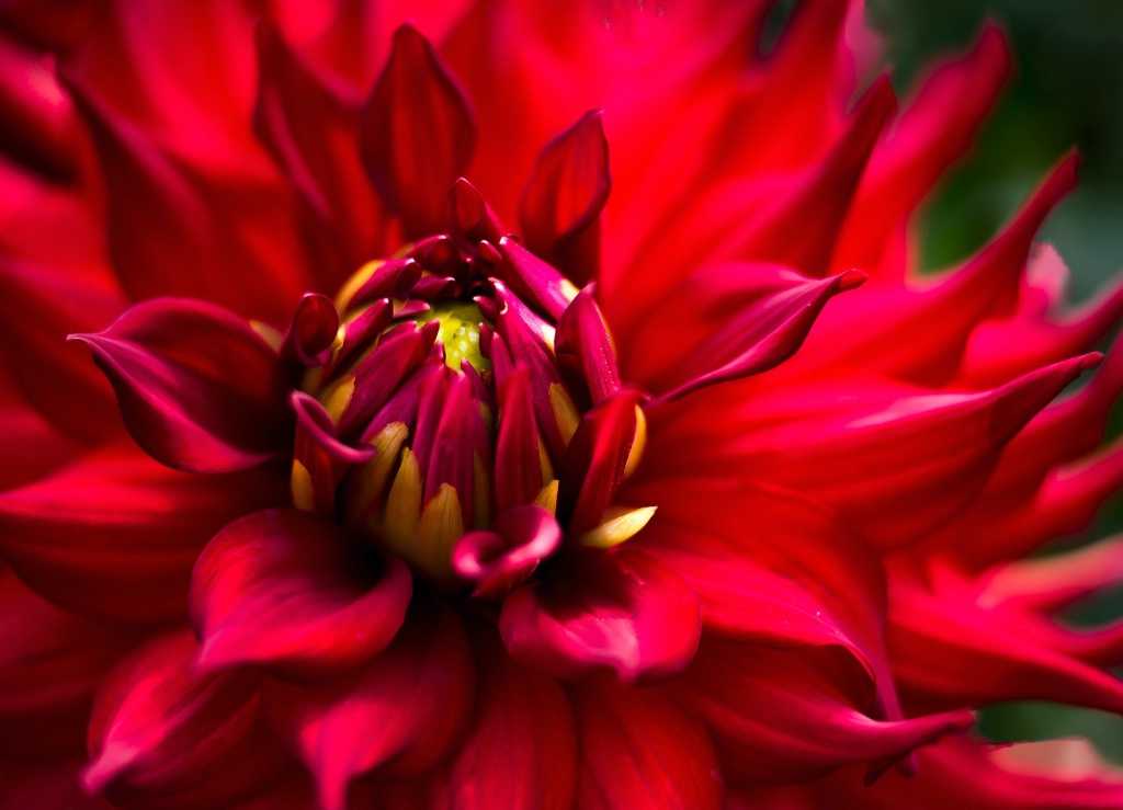 Red Dahlia 