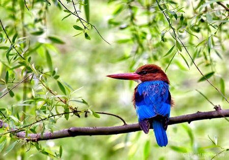 Kingfisher