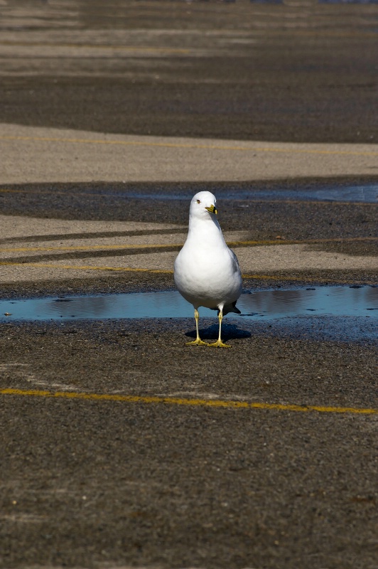 Alone and Reflecting