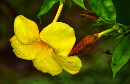 A YELLOW FLOWER AFTER THE RAIN
