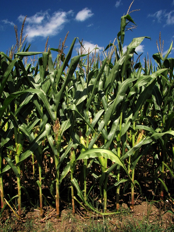 Corn Stalks