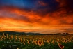 Sun Set and Sunfl...