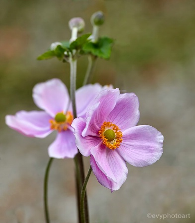 Harvest Anemone