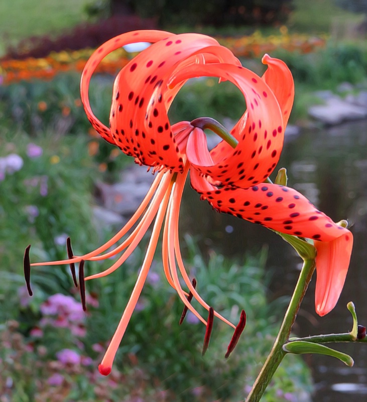 Tiger Lily With A Twist