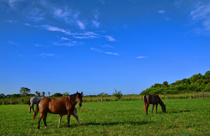 HORSES