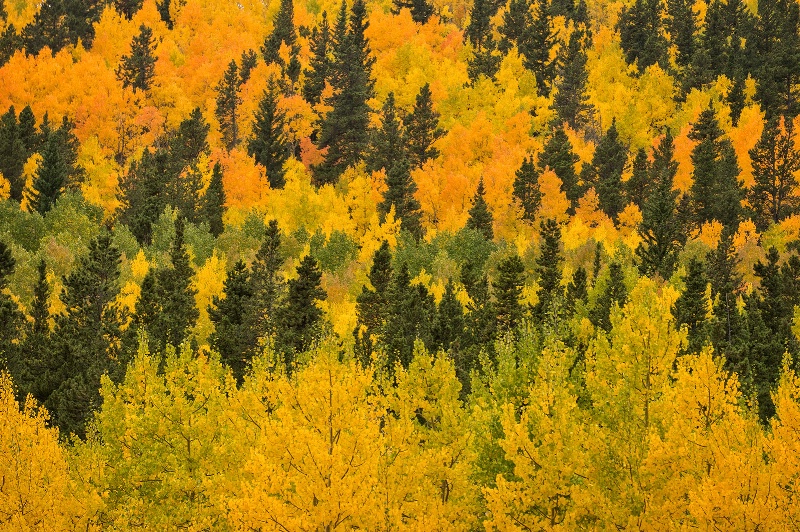 Fall Color at Kenosha Pass