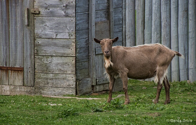 Billy Goat in Fortress Louisbourg, Sydney, NS
