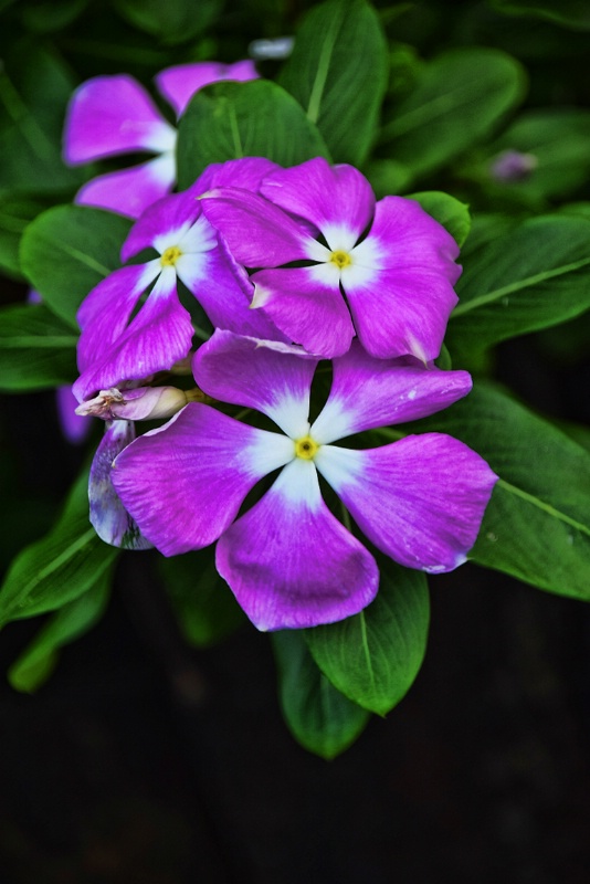 THREE  LITTLE  FLOWERS