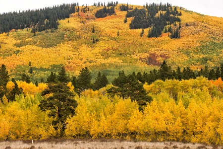 Rocky Mountain Fall Color