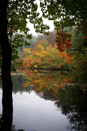 Autumn at the Pond