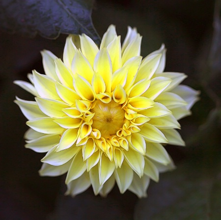 Yellow Fall Flower