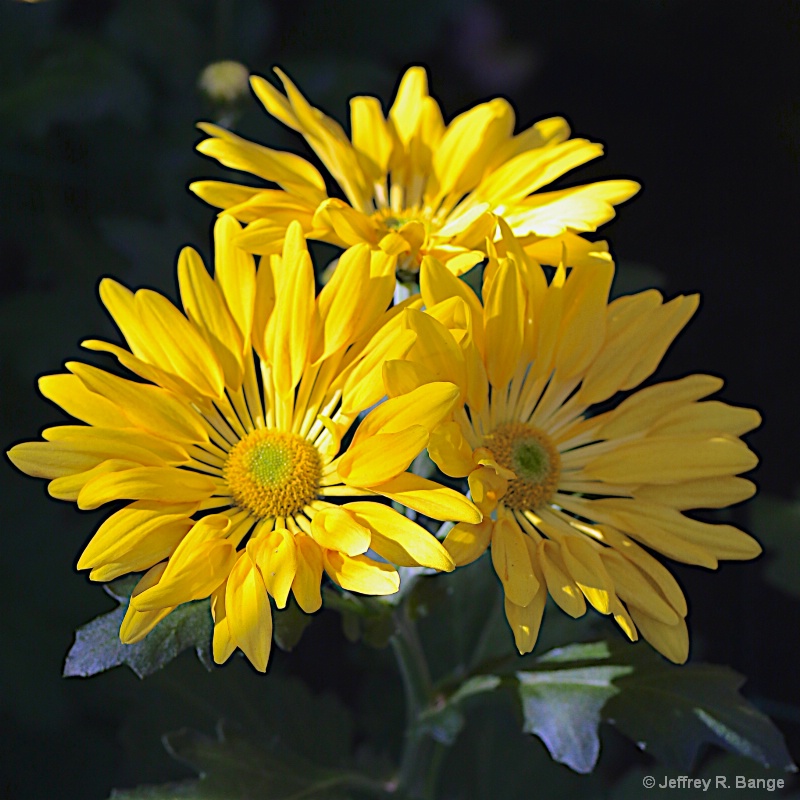 "Chrysanthemum #1"