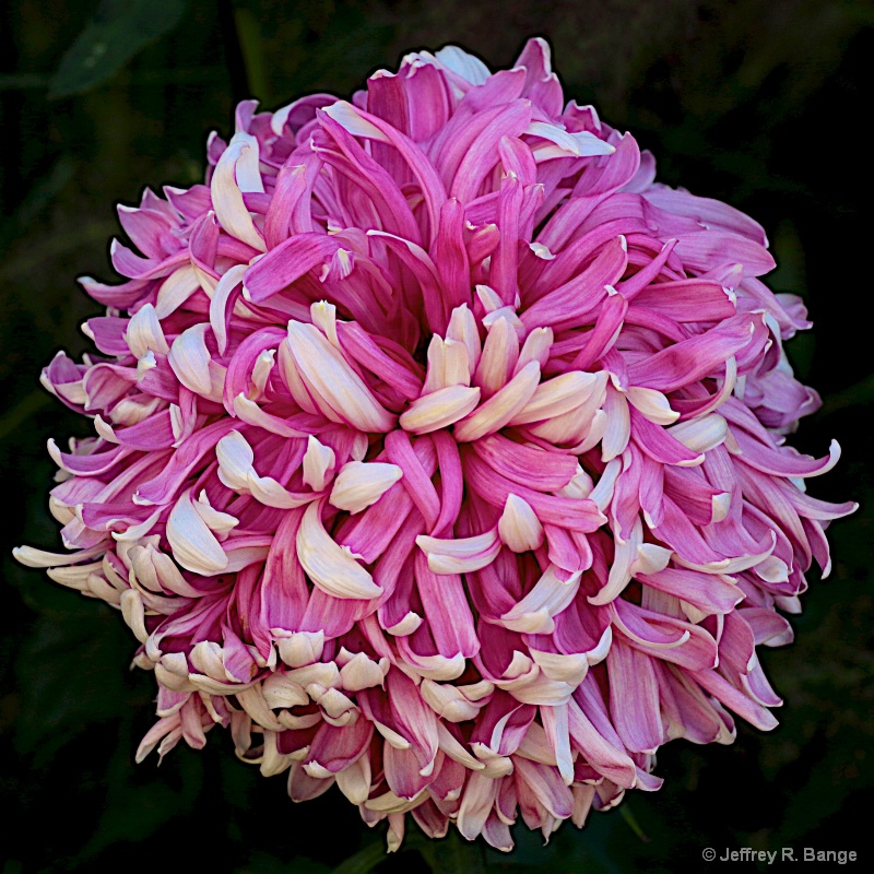 "Chrysanthemum #2"