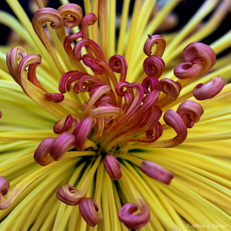 "Chrysanthemum #3"