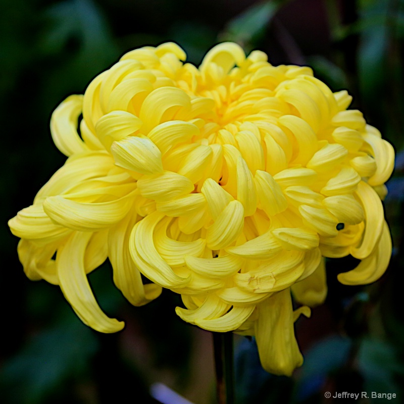 "Chrysanthemum #6"