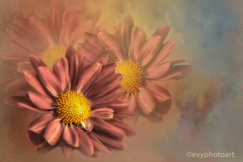 Chrysanthemum