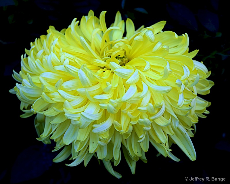 "Chrysanthemum #8"