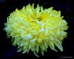 "Chrysanthemu...