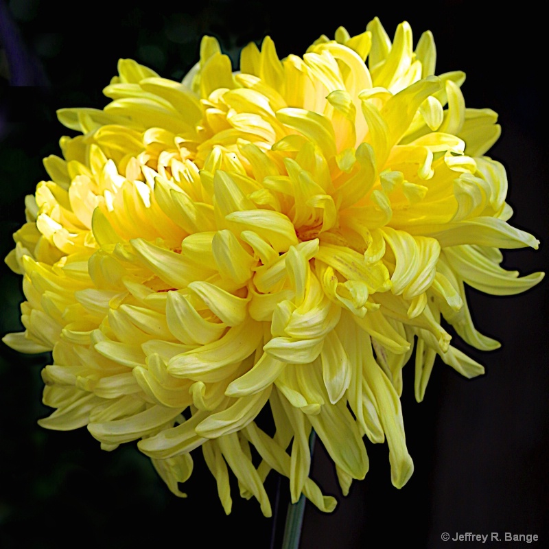 "Chrysanthemum #10"