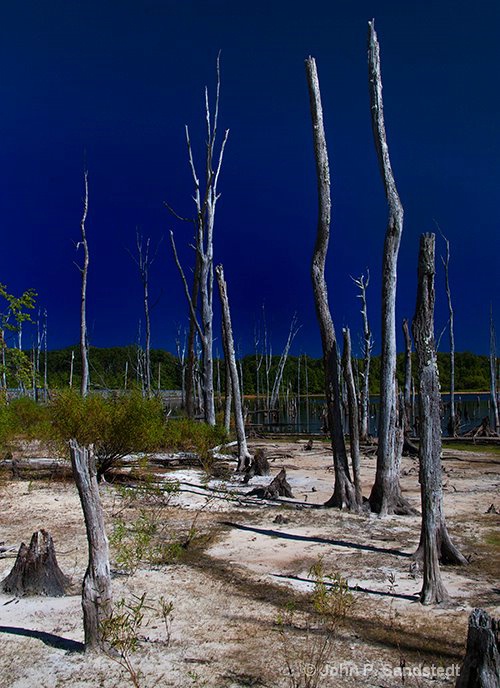 Desolate Beauty