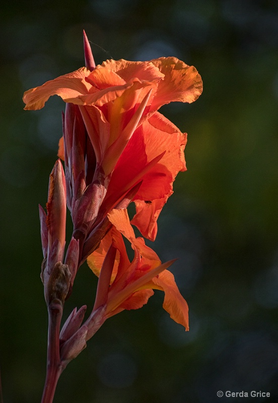 Calla Lily Catching the Light